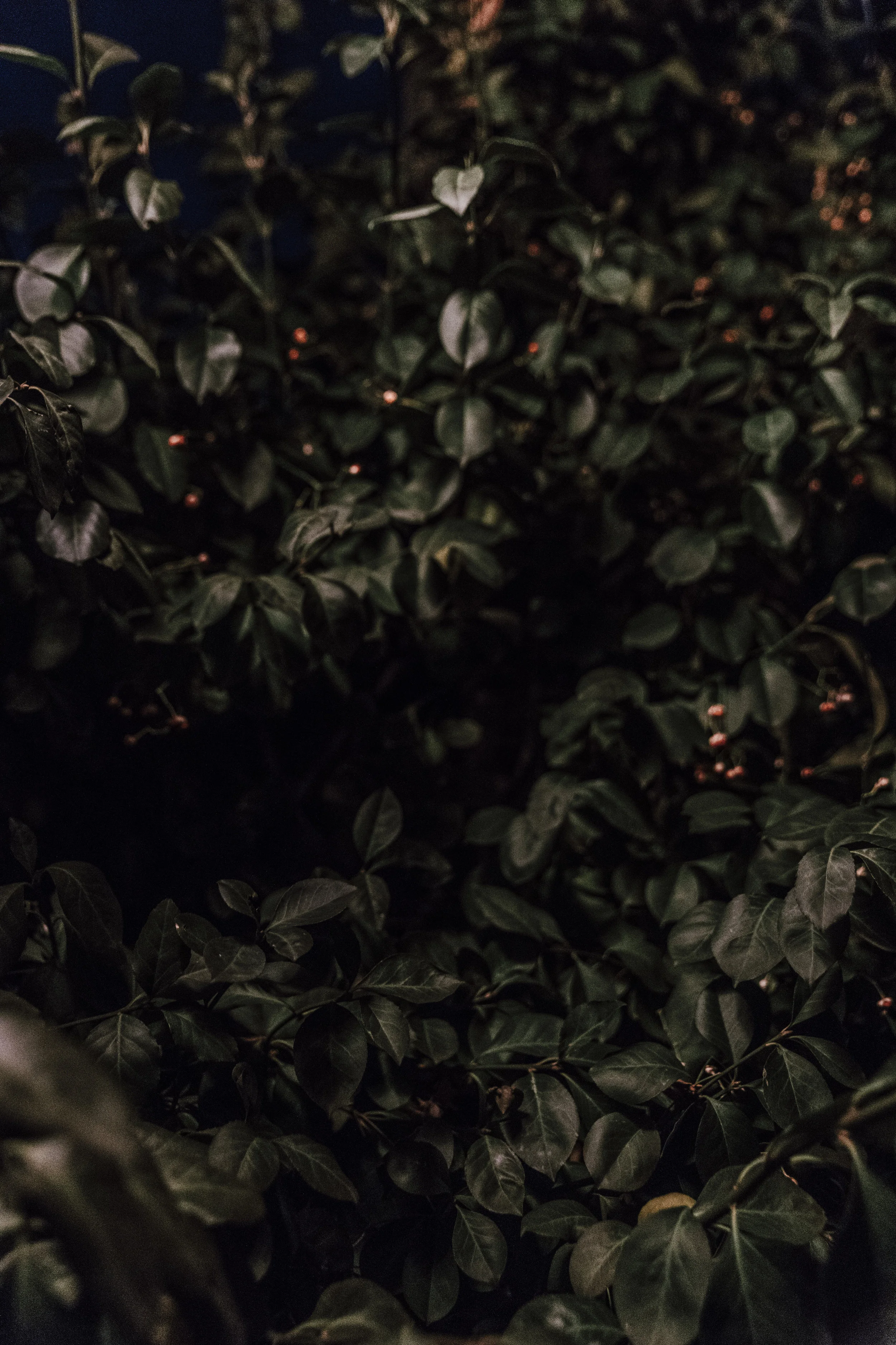 974A1159edit.jpg