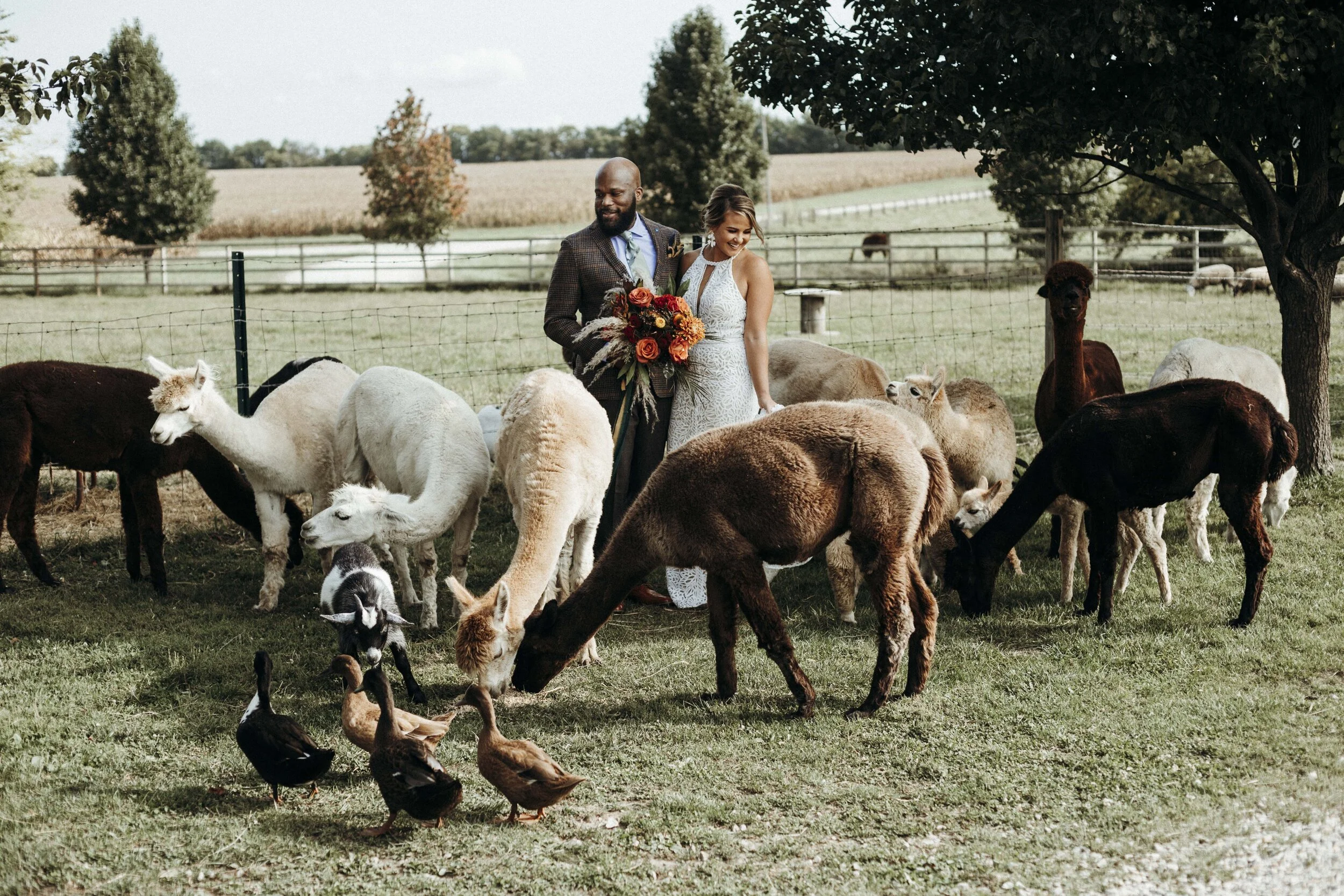Inspiration | An Intimate Wedding with Alpaca 