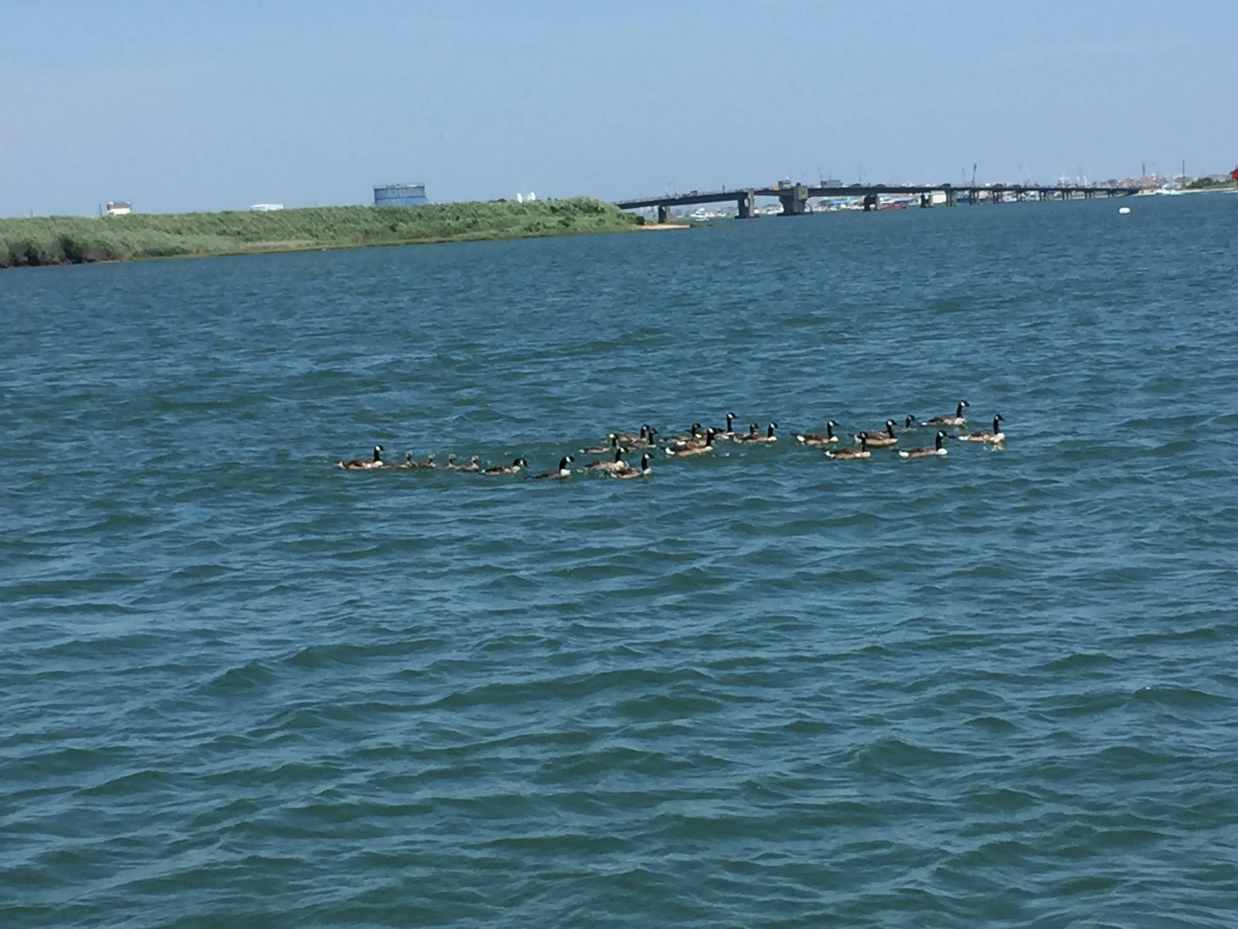  A gaggle of geese, seen from our anchored boat in Cape May. 