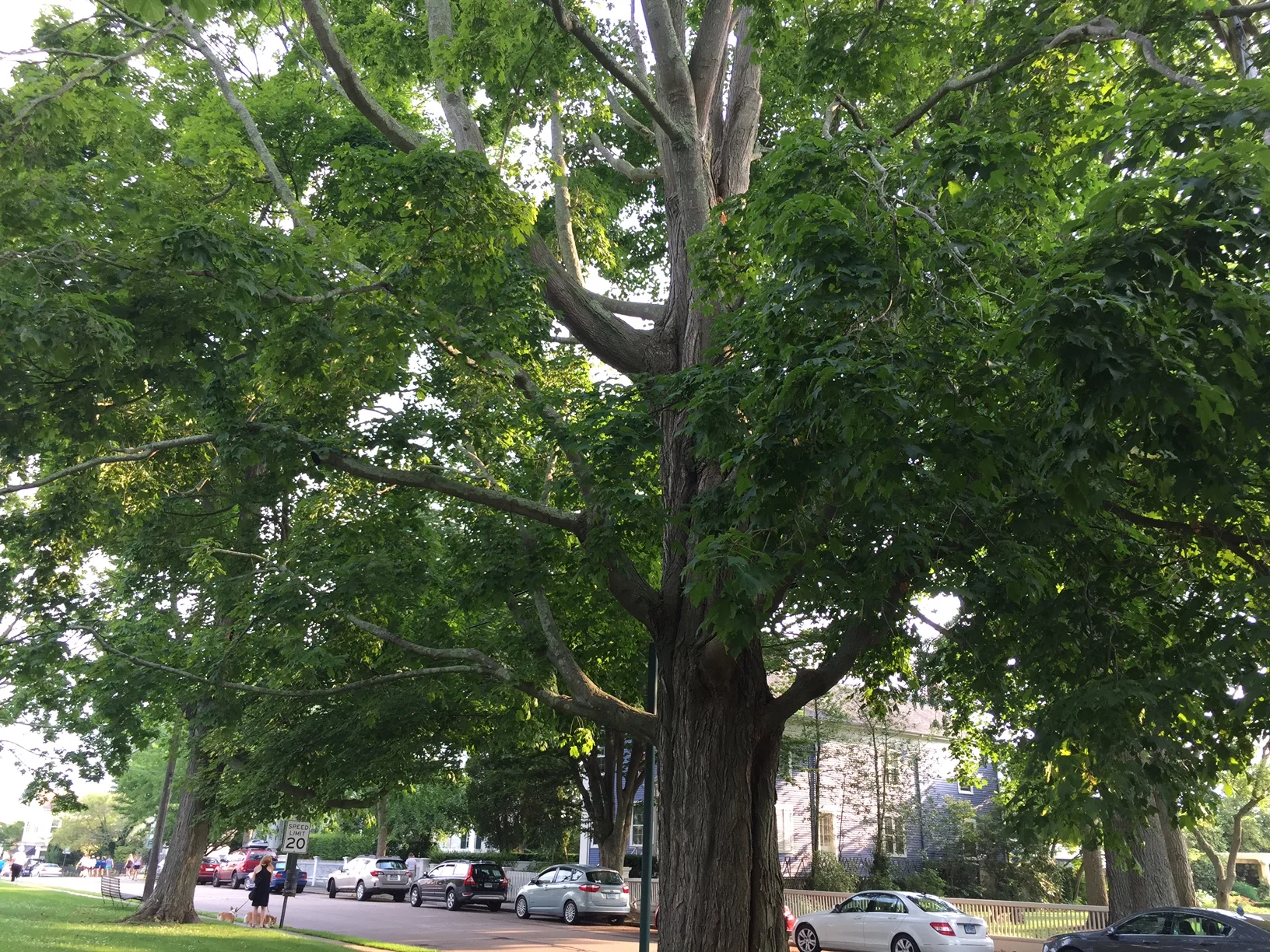 tree in Stonington, CT.JPG