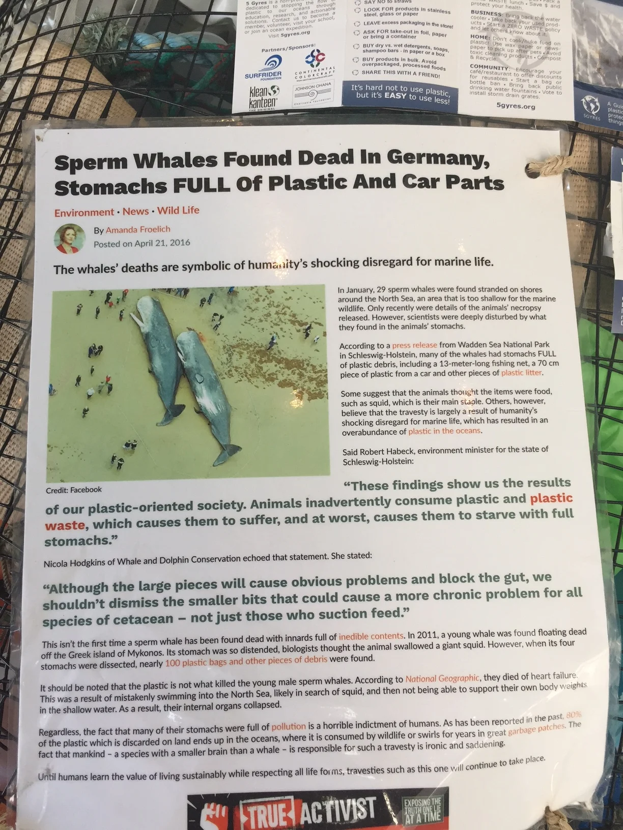  Explanation of how ocean trash kills whales. 