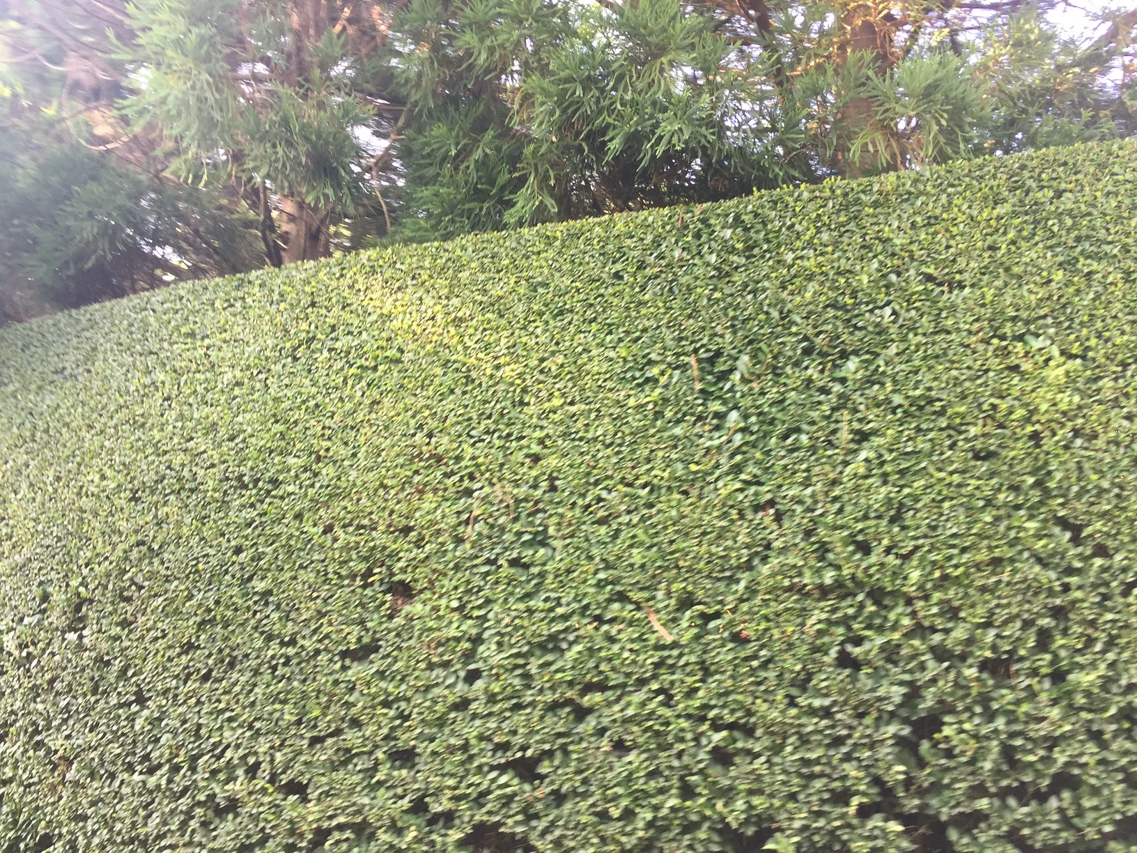  We were both impressed with the manicured hedges, everywhere we went. 