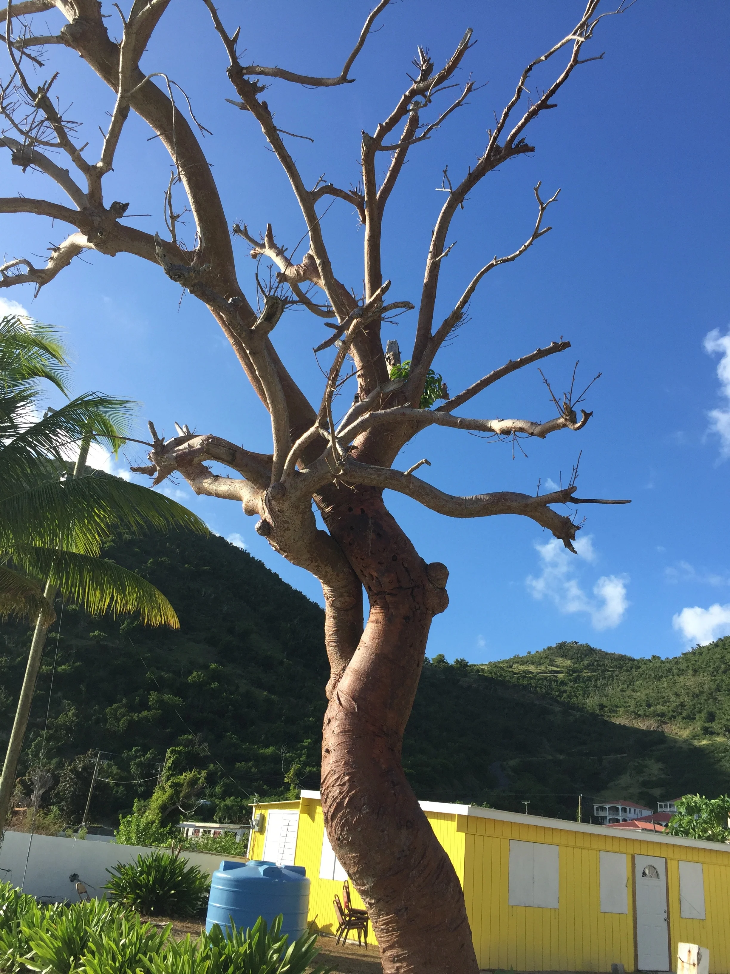 Jost Van Dyke 3.jpg