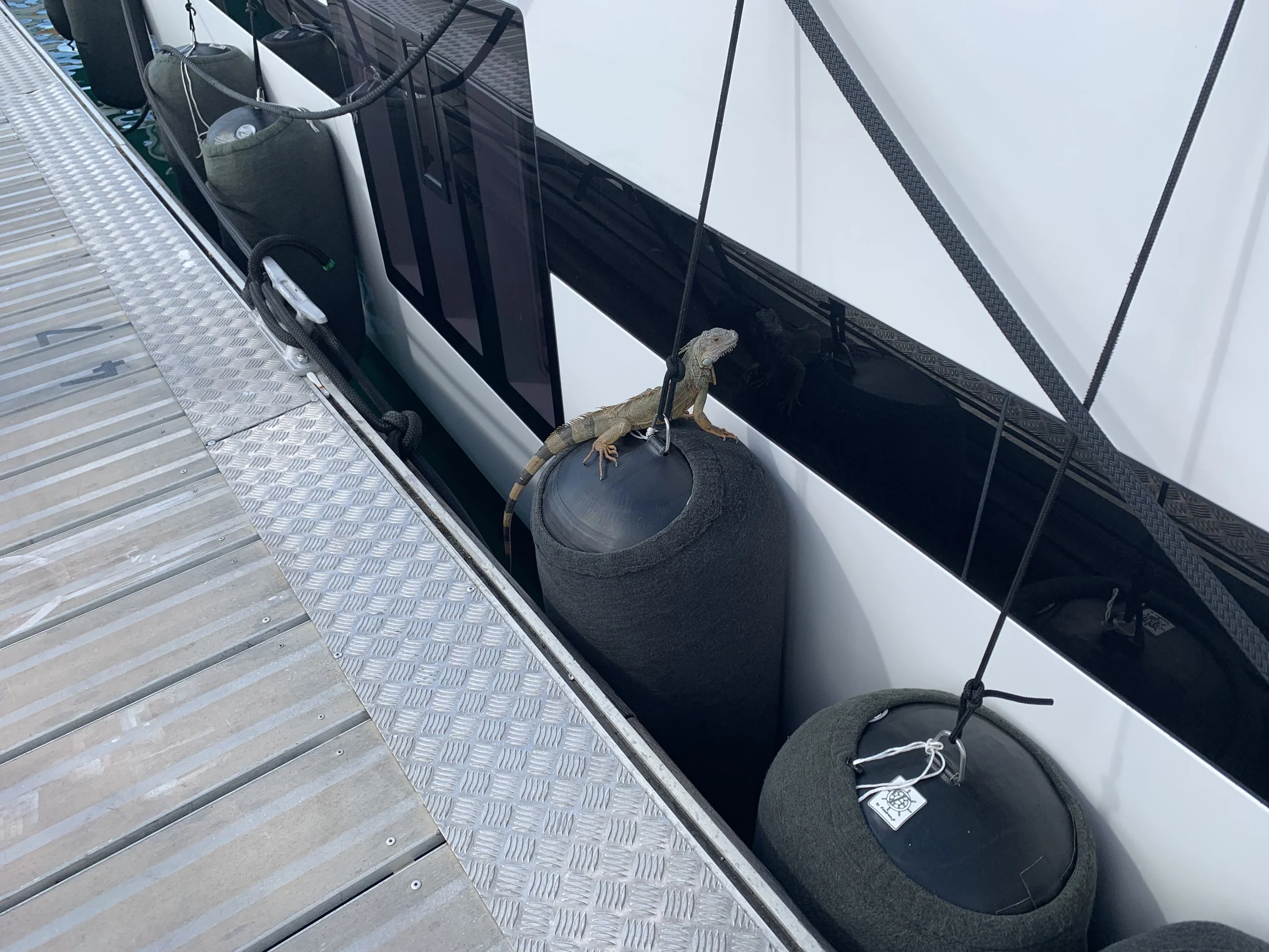 A lizard on the fenders