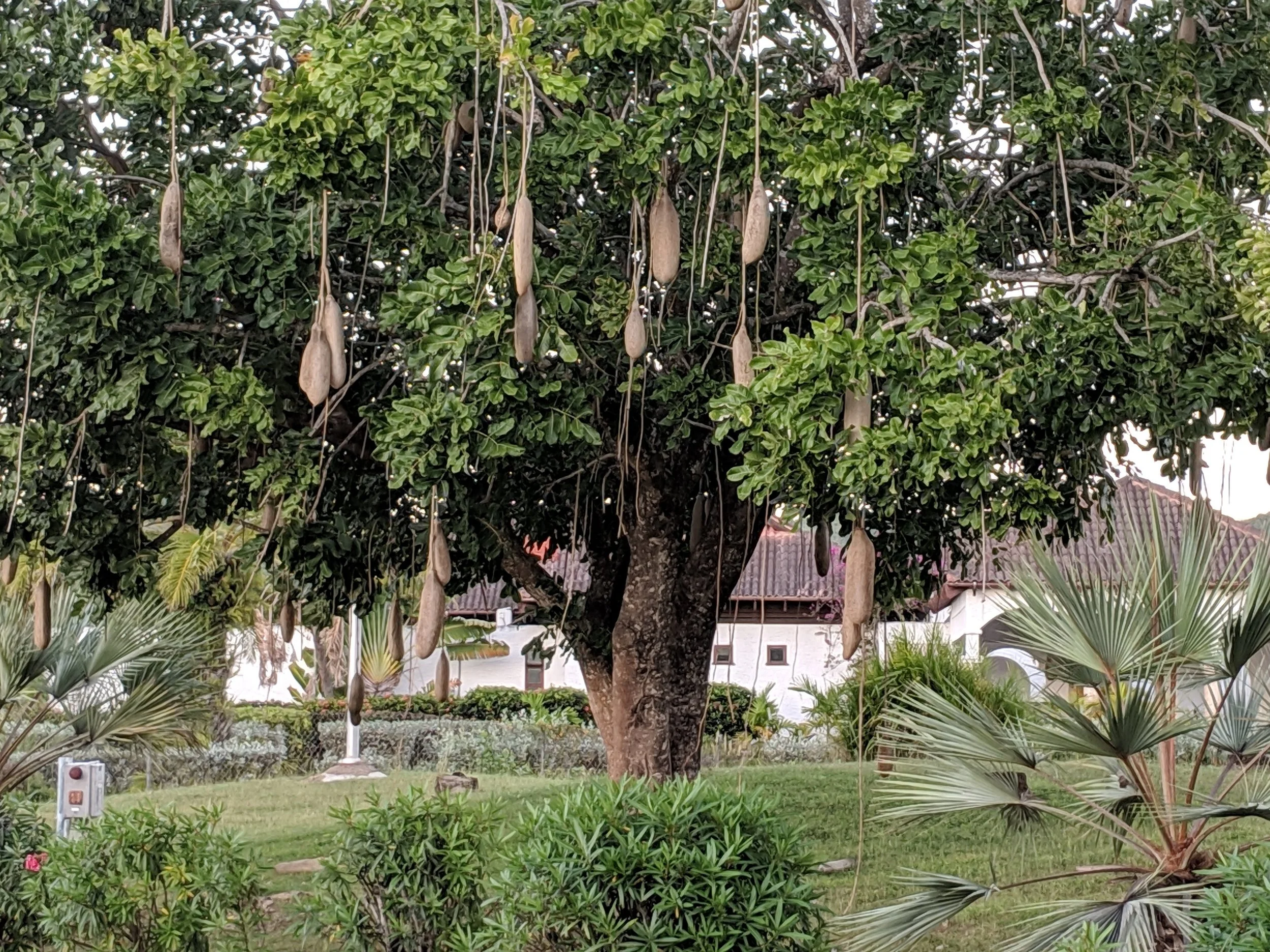 bean trees