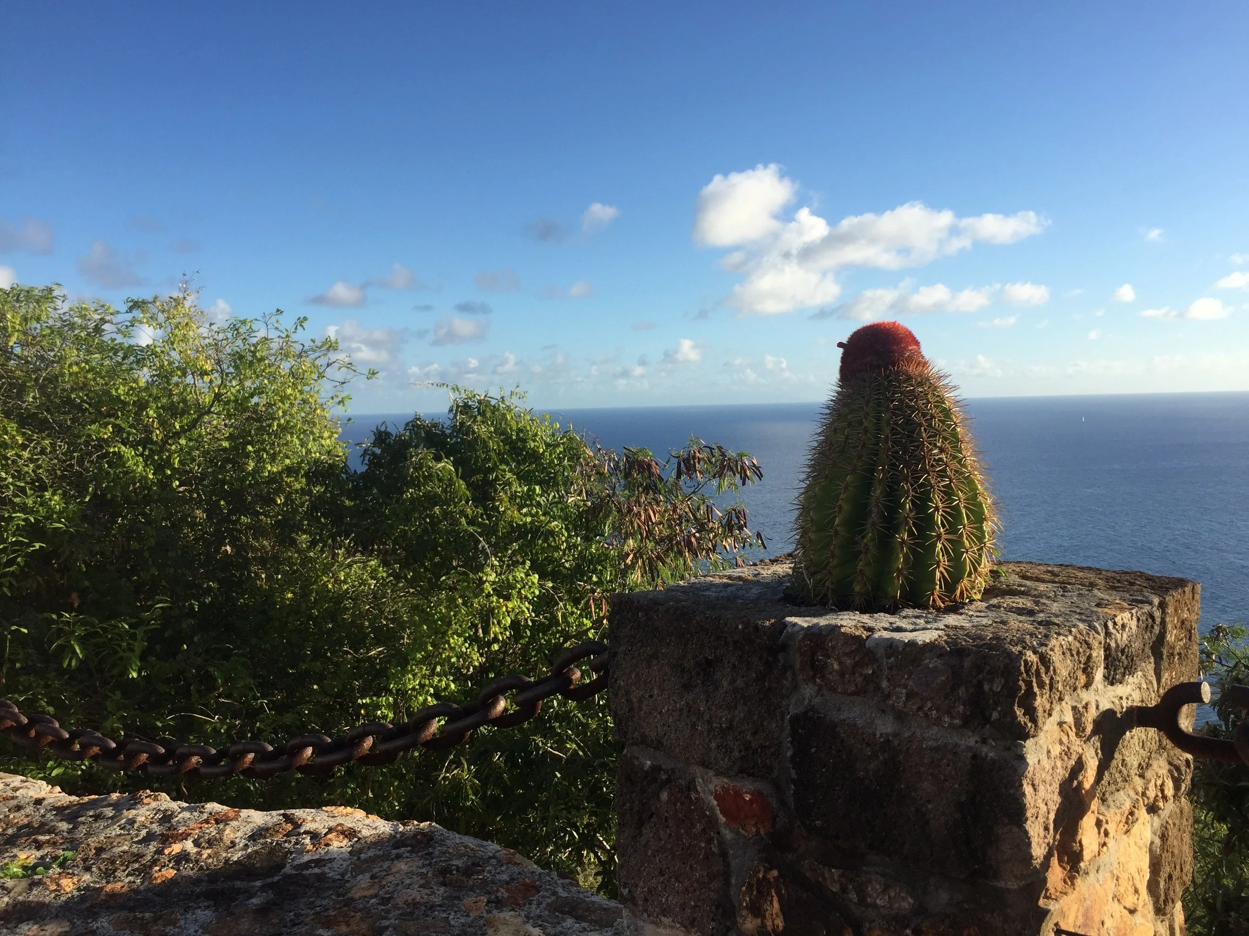 Cactus at Shirley Heights