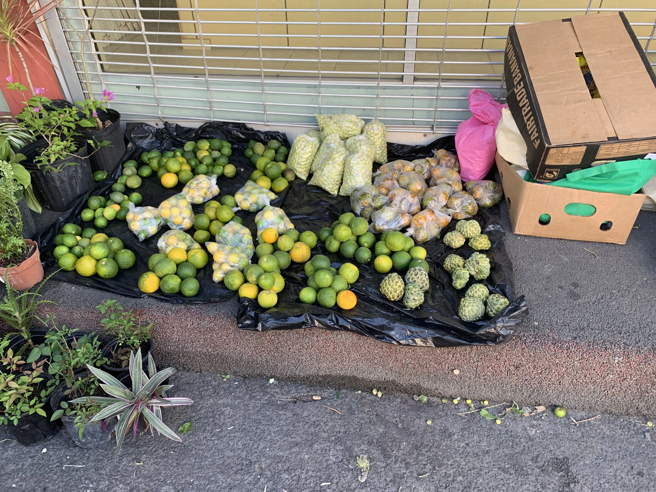 St. John's limes.jpg