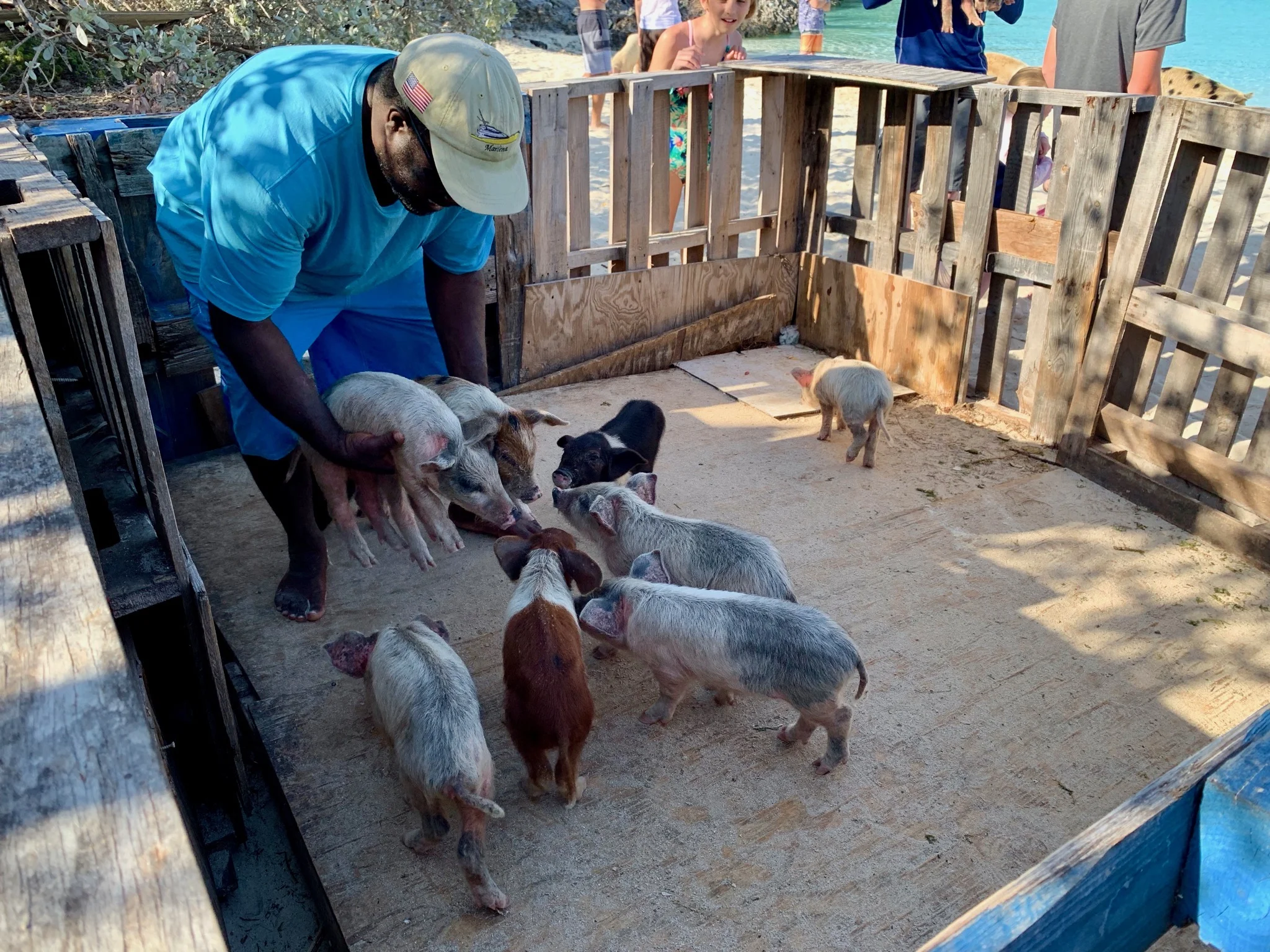 baby pigs.jpeg