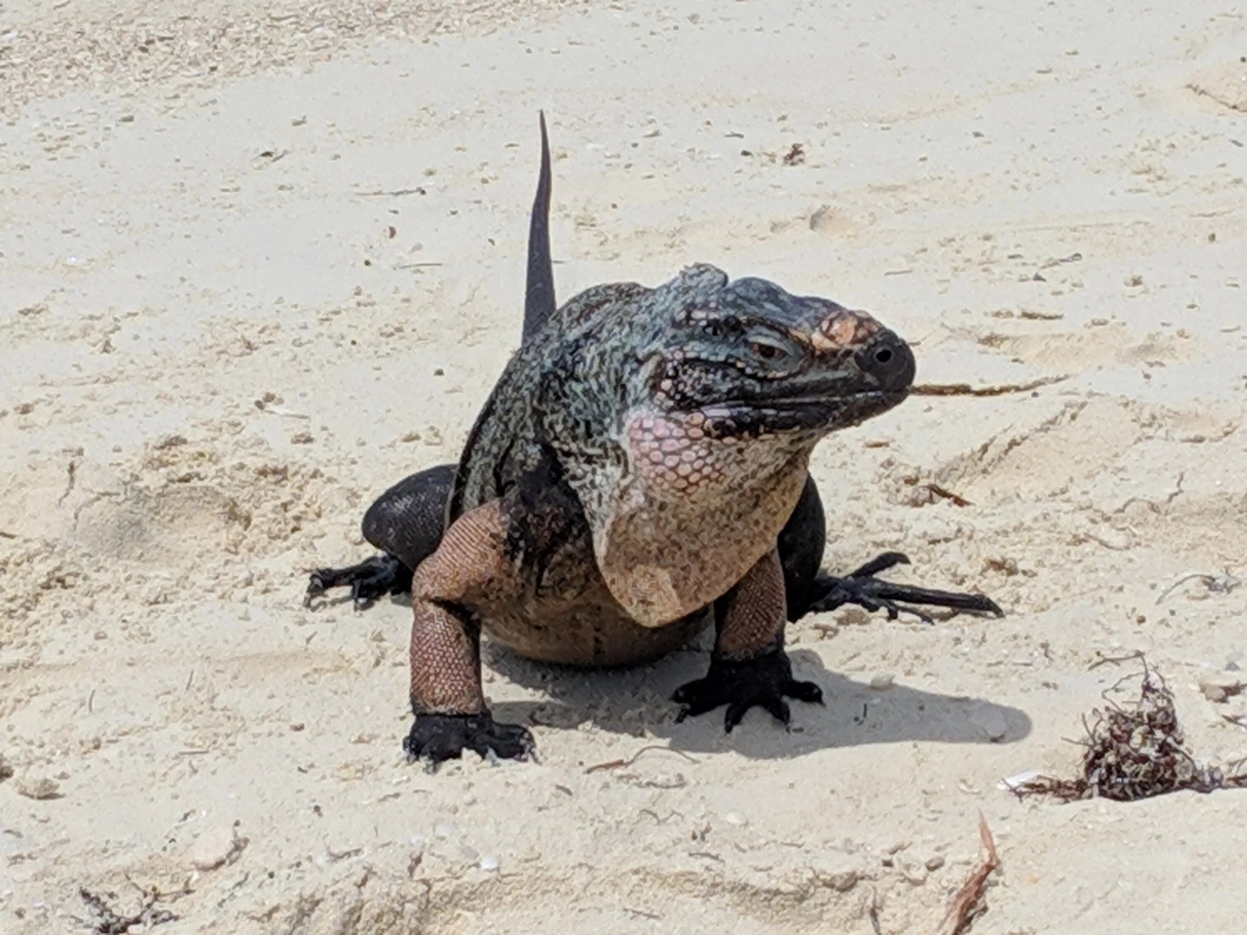 Iguana on Little Guana Cay.jpg