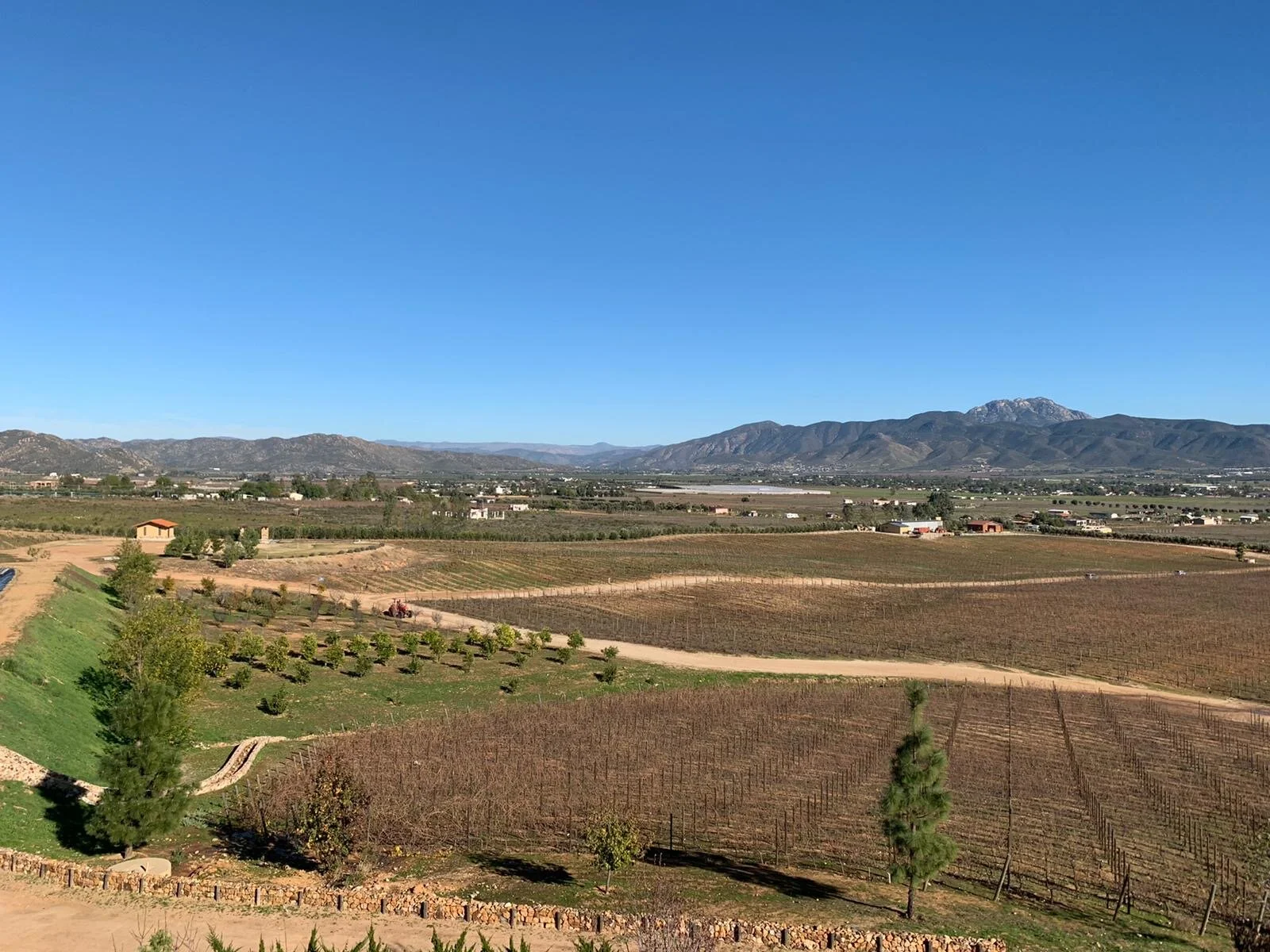 Vineyards as far as the eye can see.