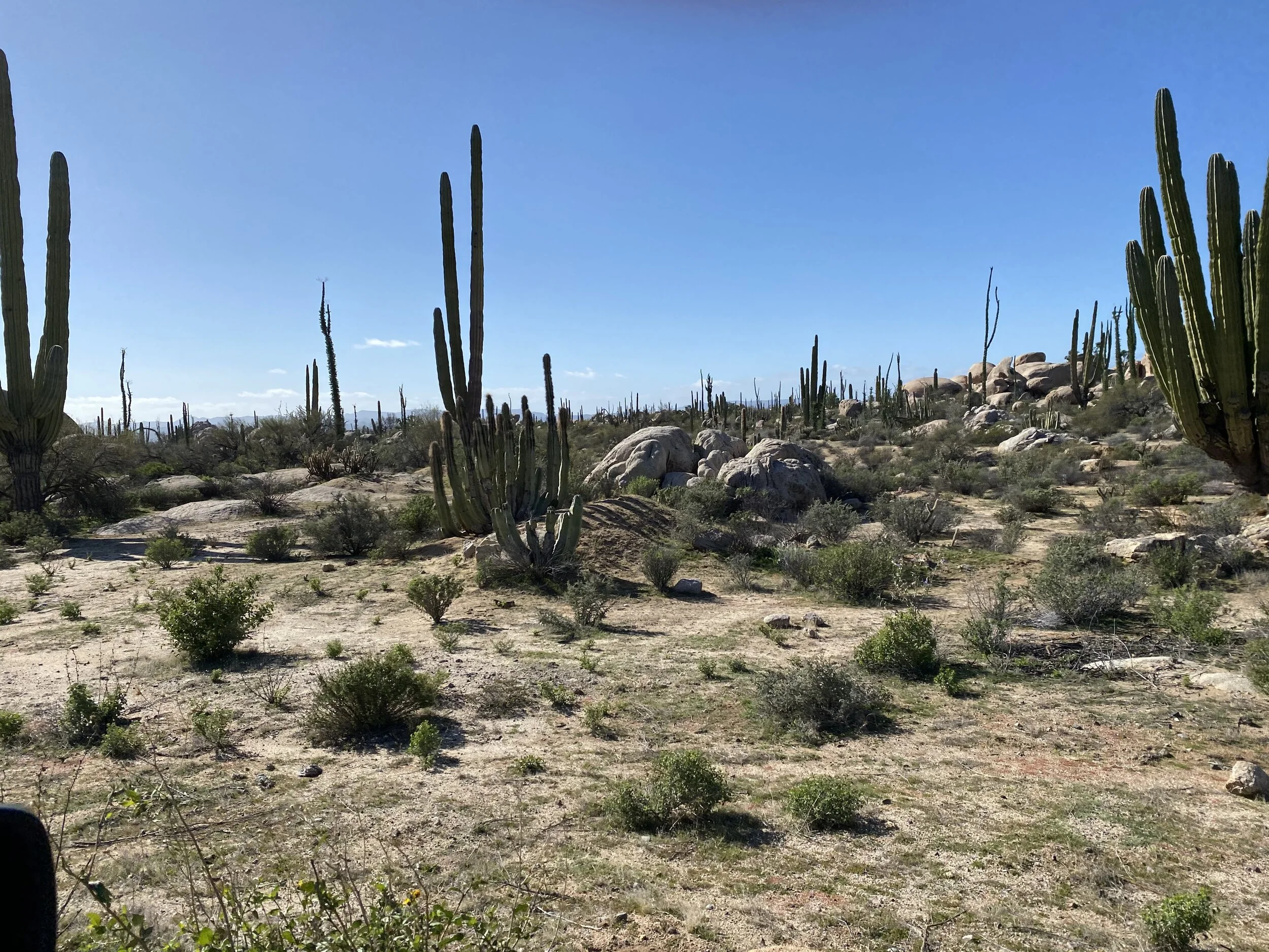 Boulders and cacti.jpeg