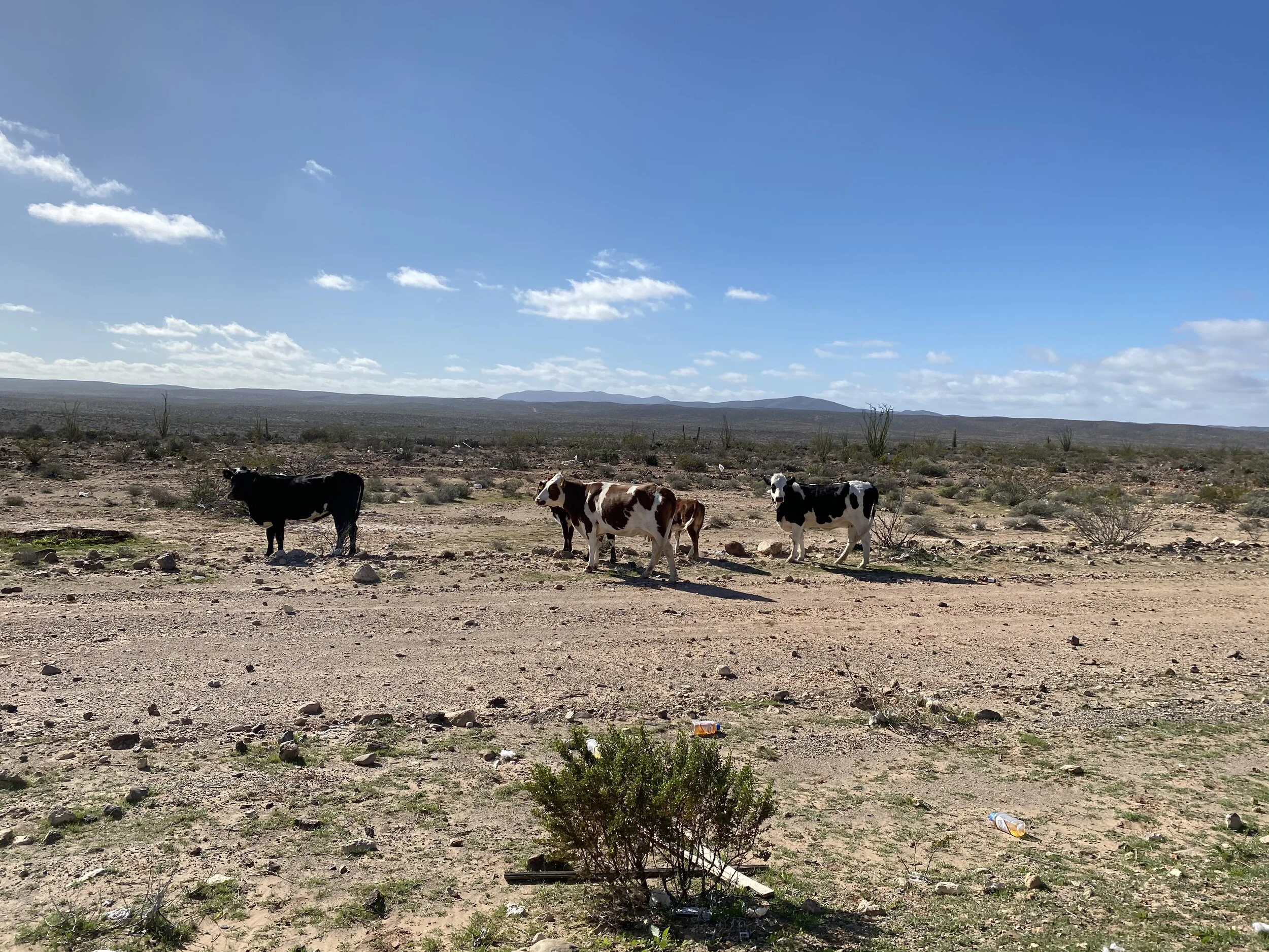 Cows near the road.jpeg