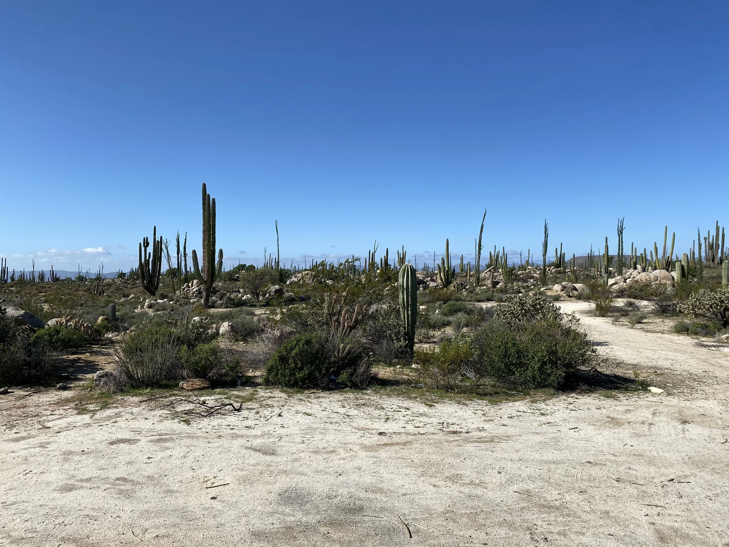 Mexican countryside 2.jpeg