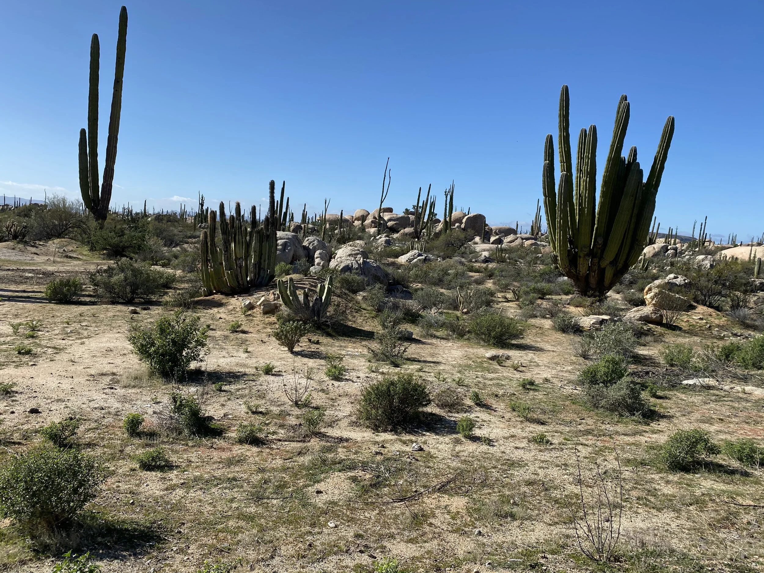 More boulders and cacti.jpeg