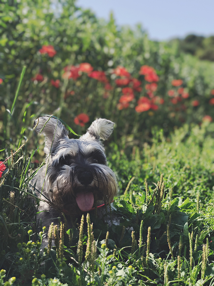 This is my Poppy dog! 😍 Photo by me!