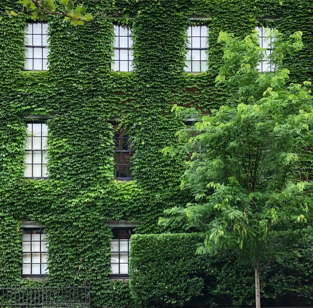 ivy_townhouse.jpg