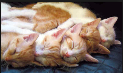 kittens.png