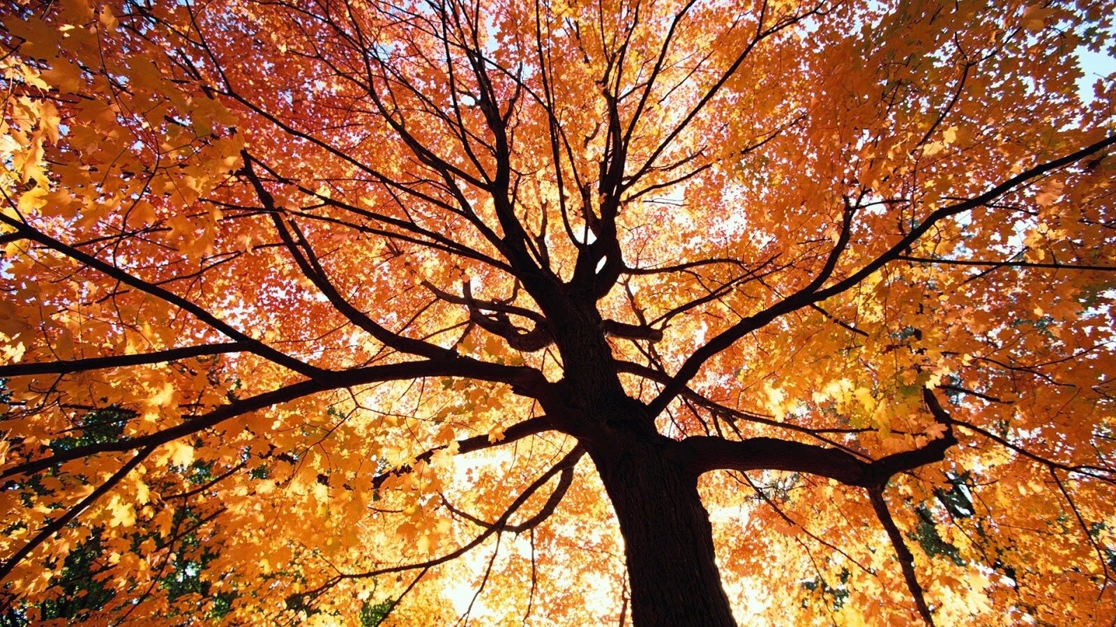autumn tree.jpg