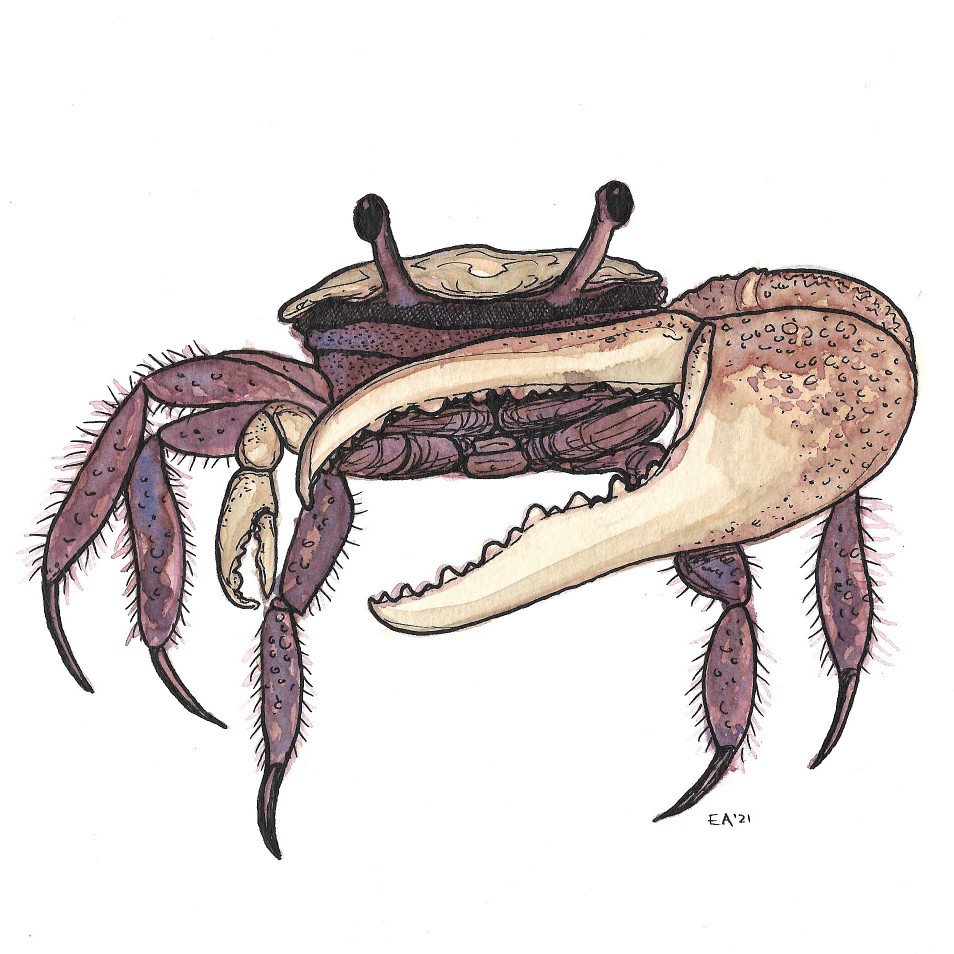 crab.jpg