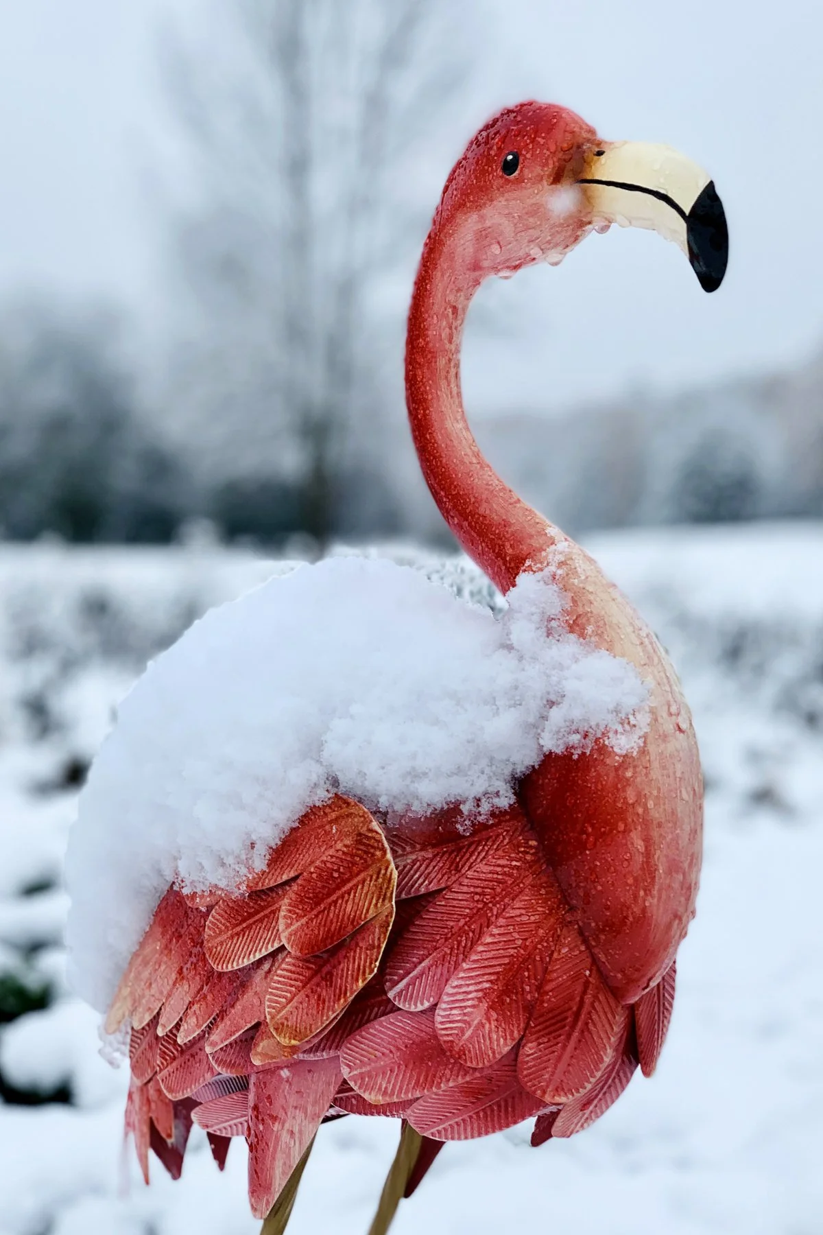 Flamingo-1.jpg