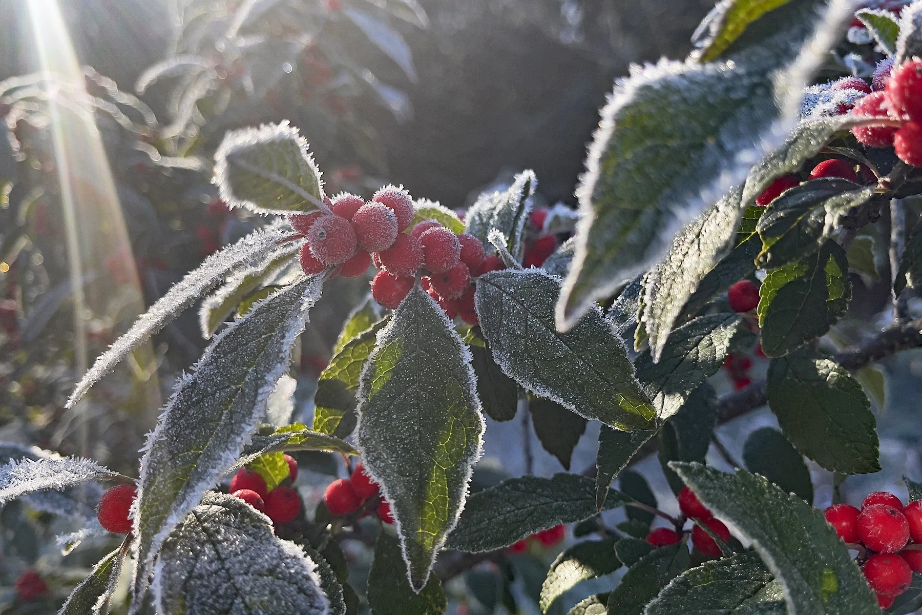 FrostCoveredWinterberry.jpg
