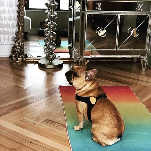 She is still working on her downward dog #diamondinthedistrict #diamondinthedistrictdo #diamondinthedistrictmontra