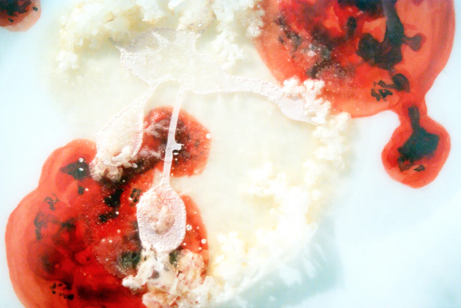 I Caught it at The Movies - Rabies Petri dish, mylar, gouache, agar, Halobacterium sp. NRC-1. 6" x 6” 2013