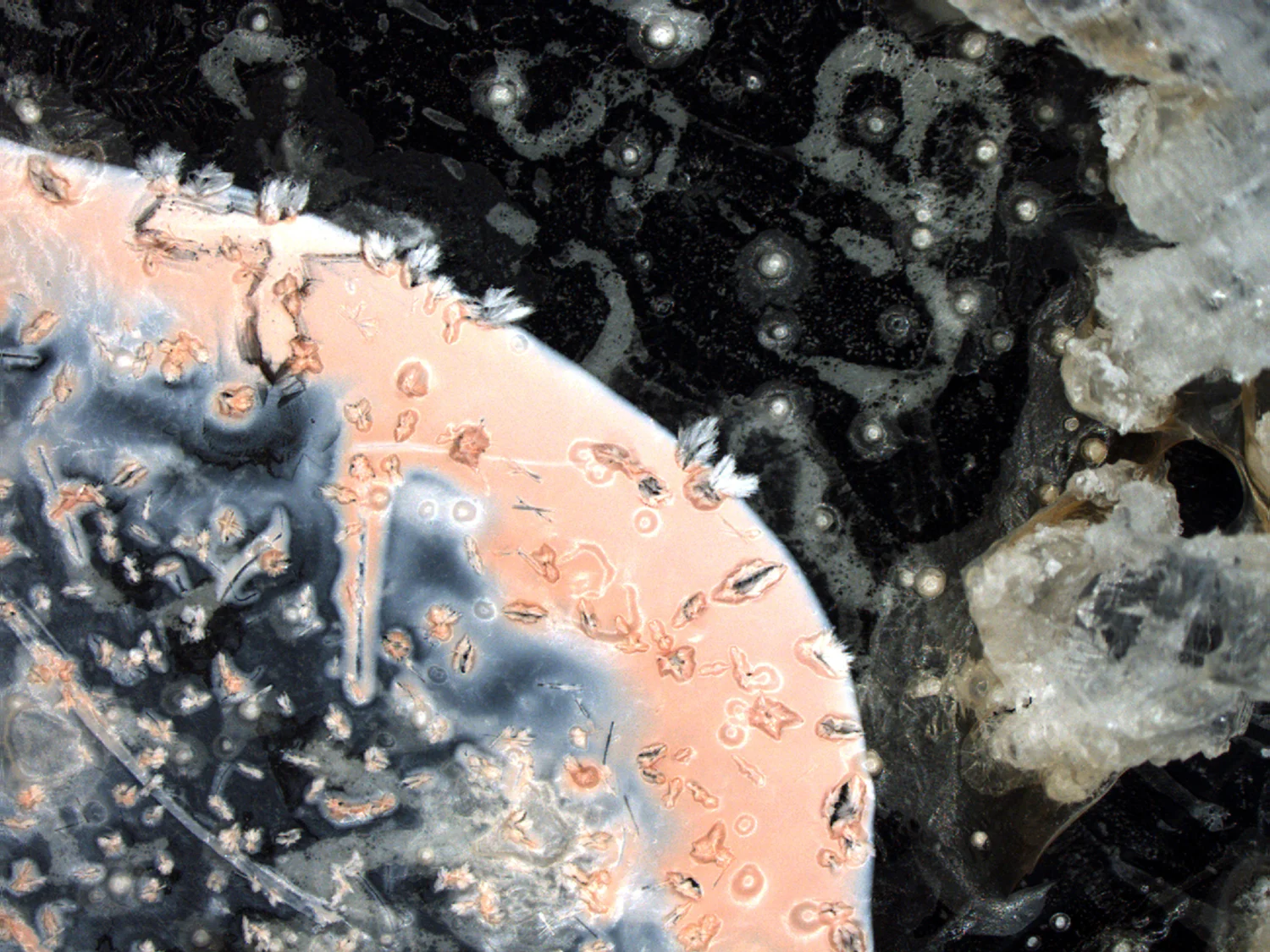 Other World 2 Microscopy digital image mounted on photoboard 12" x 16” 2013