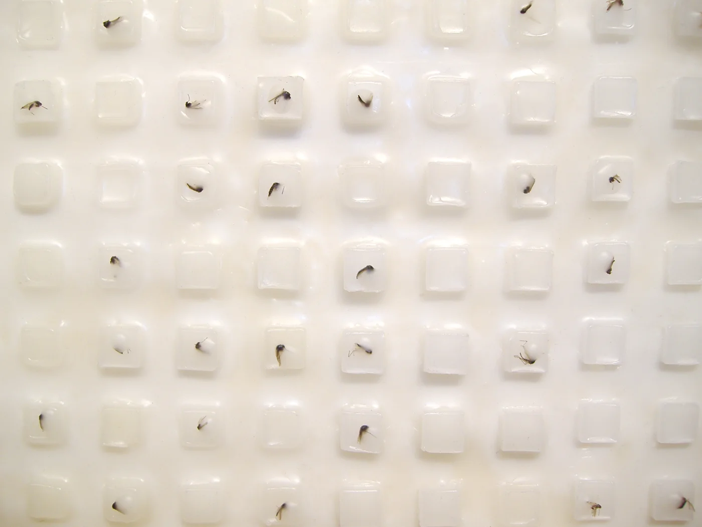 The Swarm (detail) Wax, pigment, and mosquitoes 60" x 40" 2006