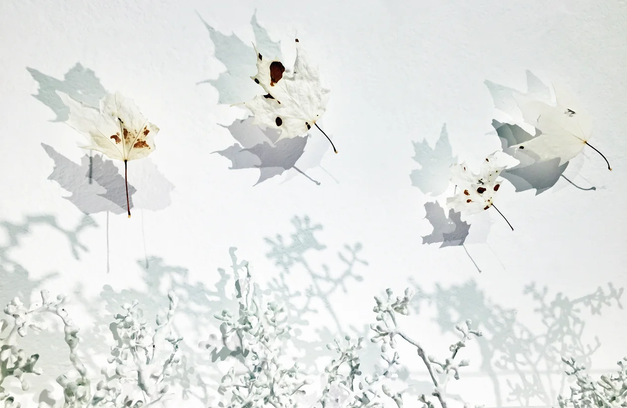 Fragile Forest 180.jpg