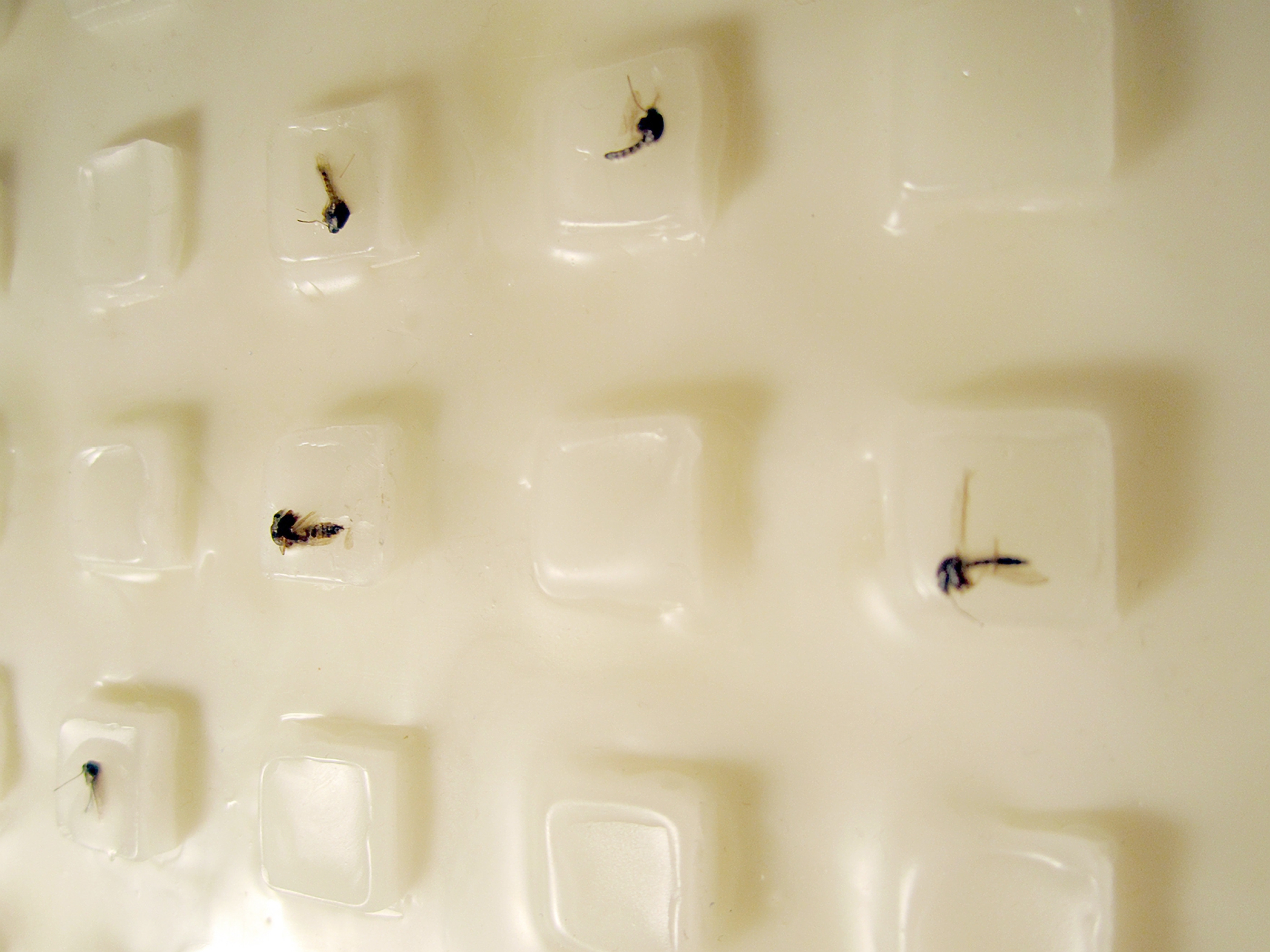 The Swarm 3 (detail).jpg