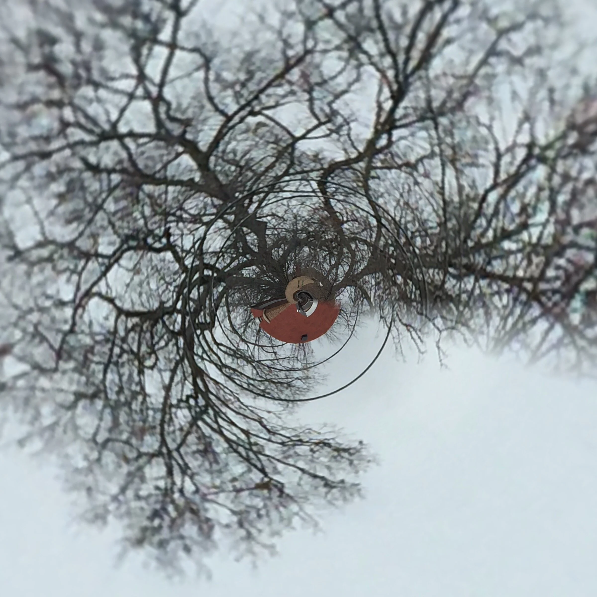 Nature Upended 6887