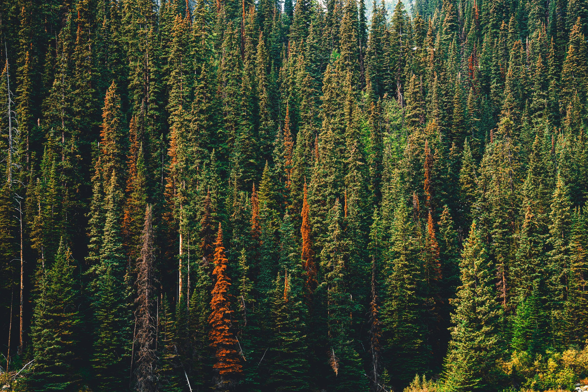 Banff_ForestForTheTrees.jpg