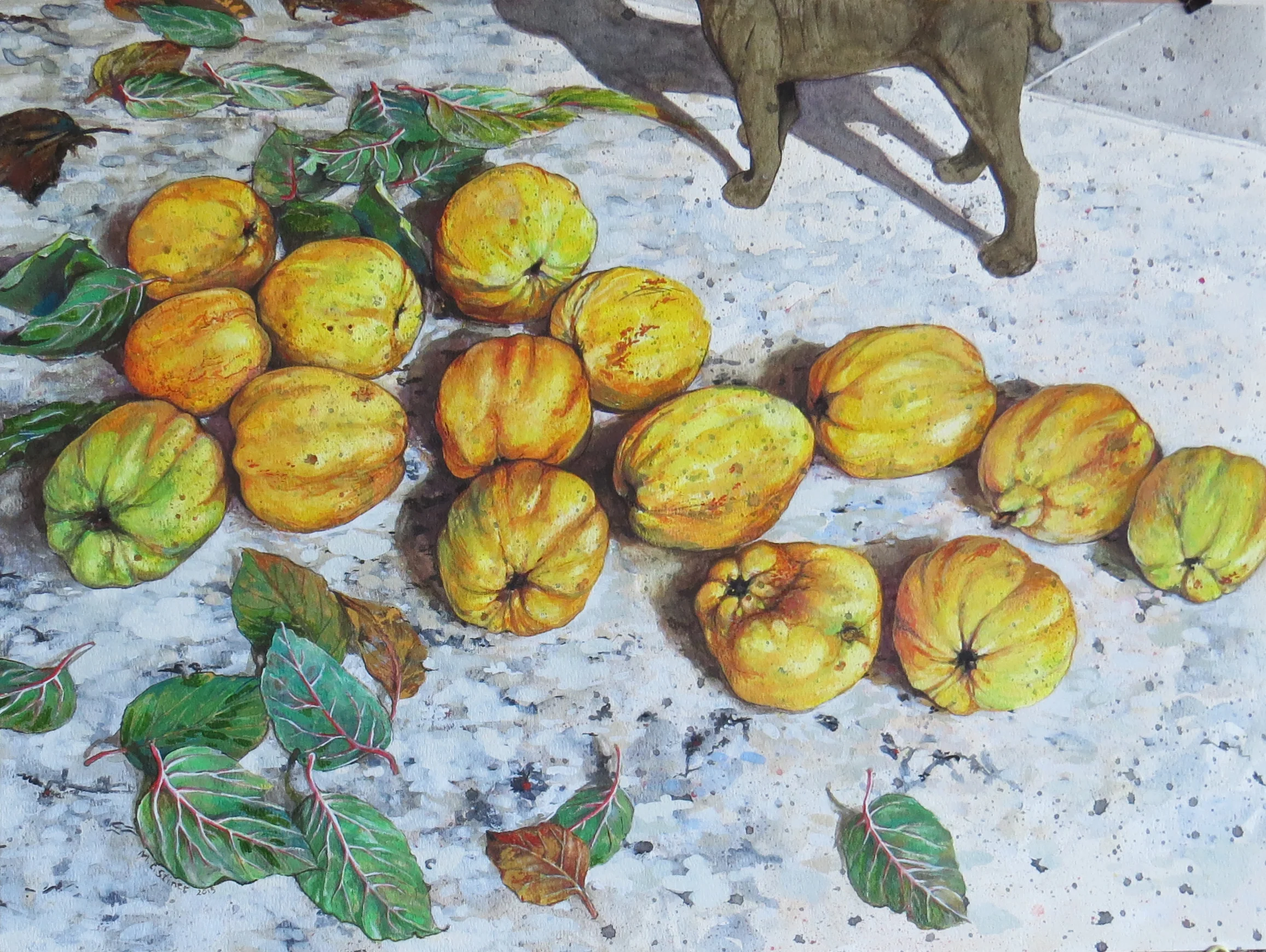 Quince harvest - MC Stiner