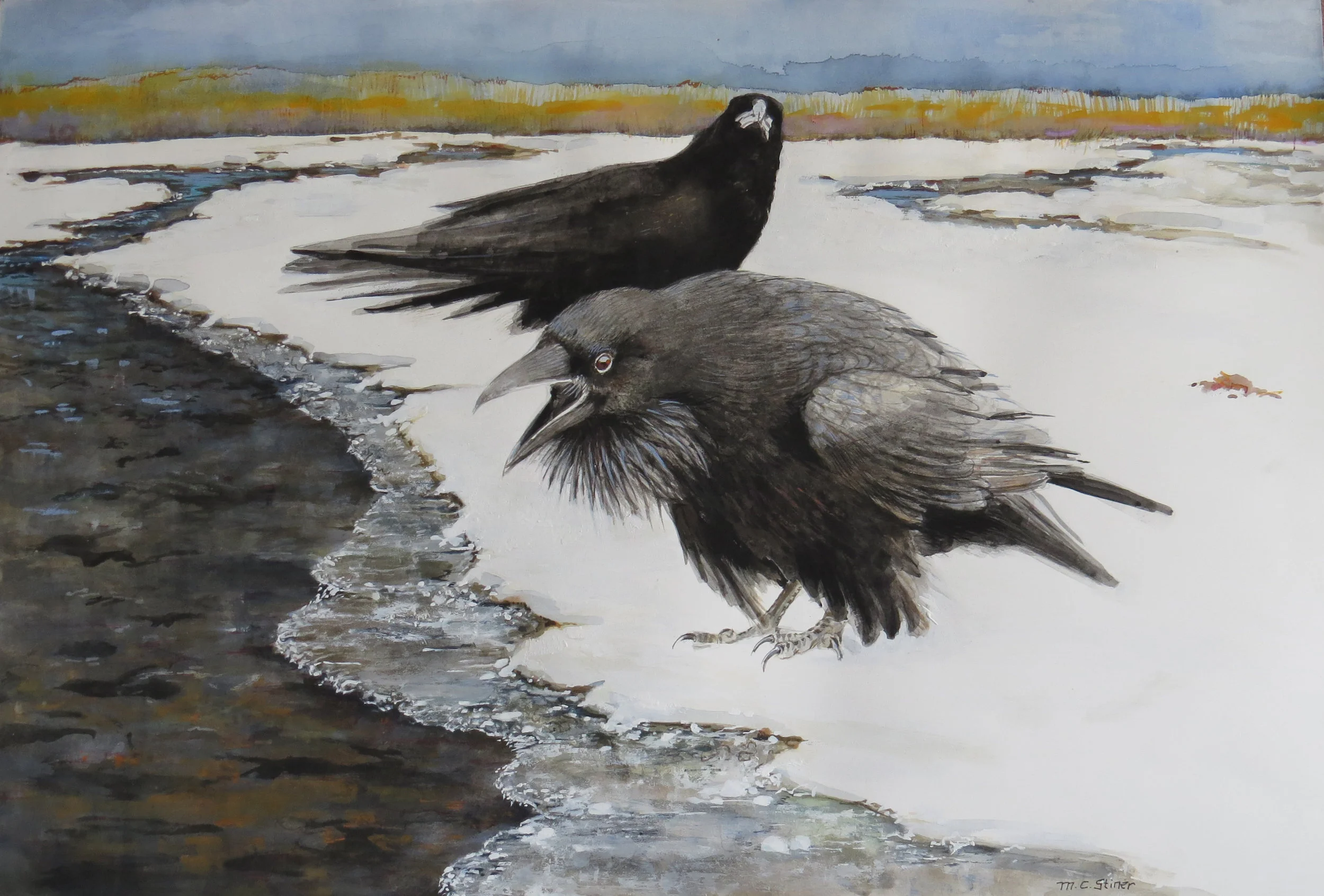 Ravens in winter - MC Stiner