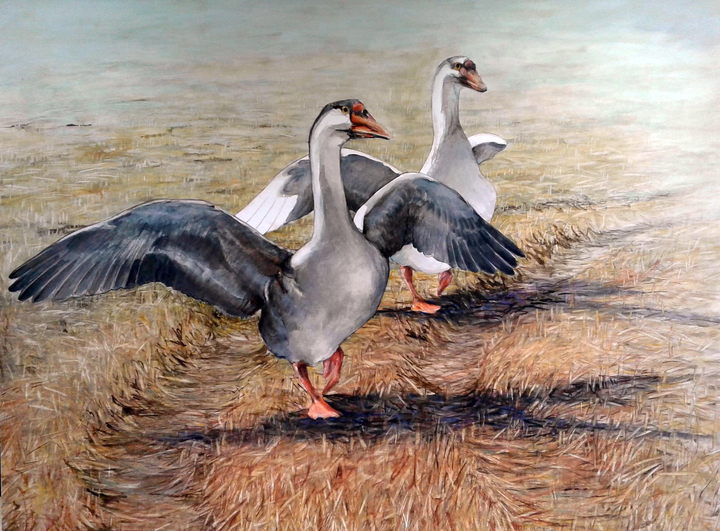 Geese in wheatfield (1)