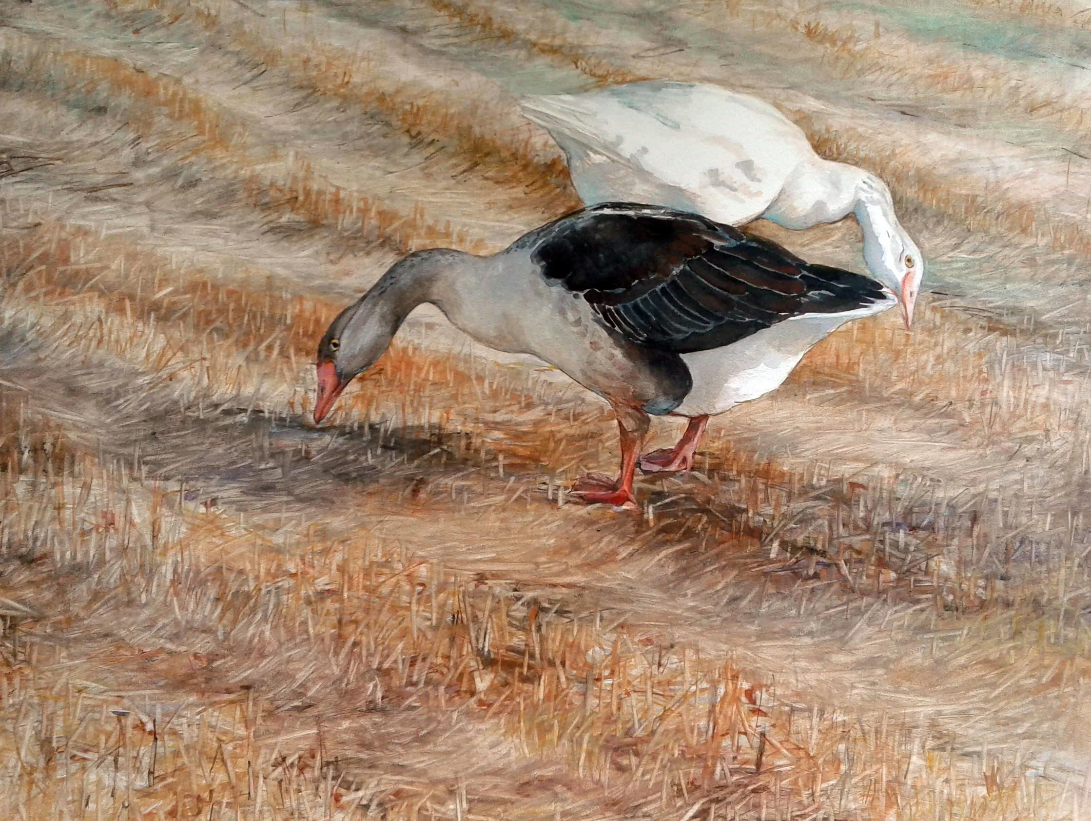 Geese in wheatfield (2)