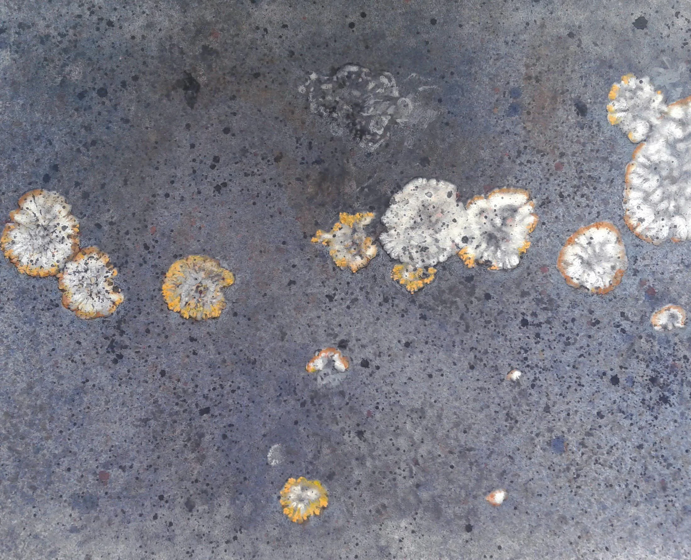 Lichens on gray stone