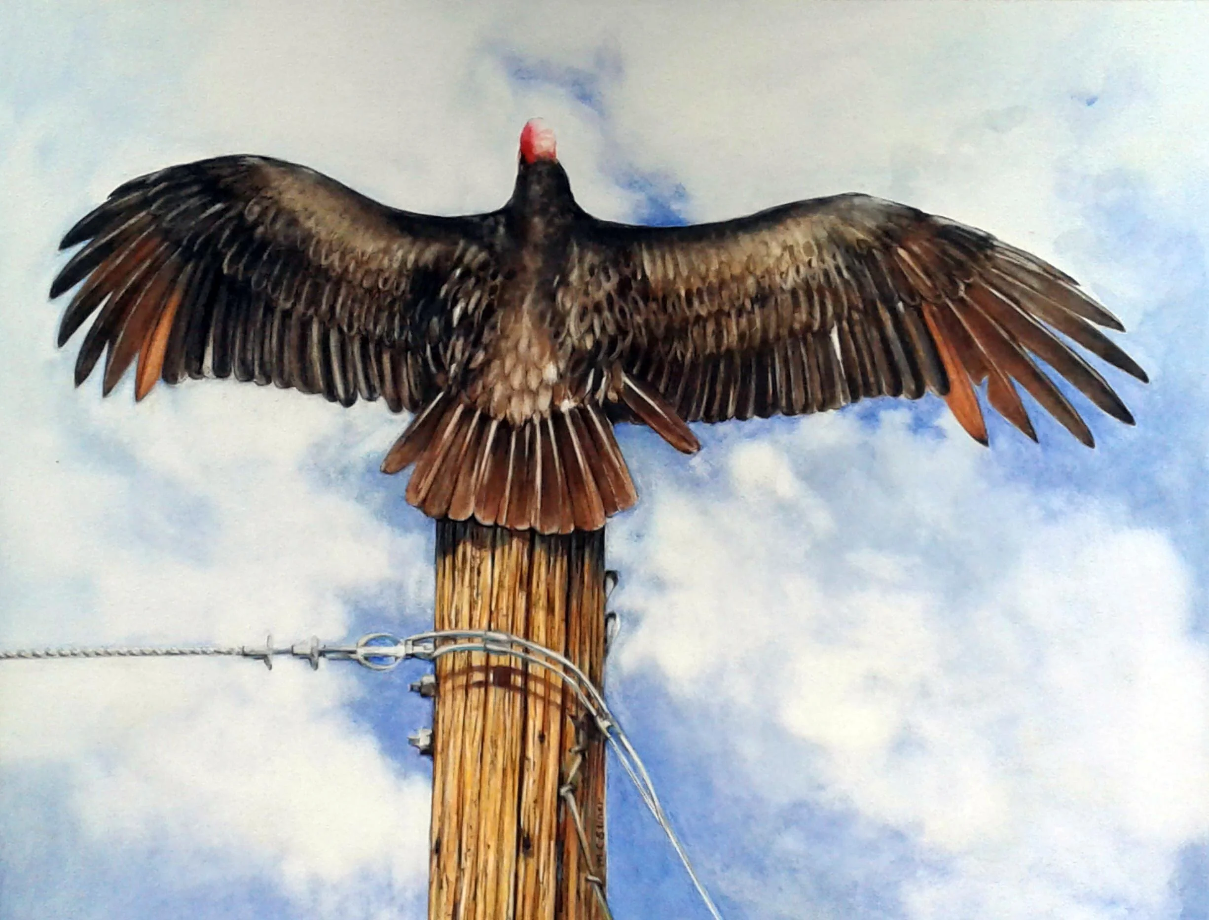 Vulture with spread wings