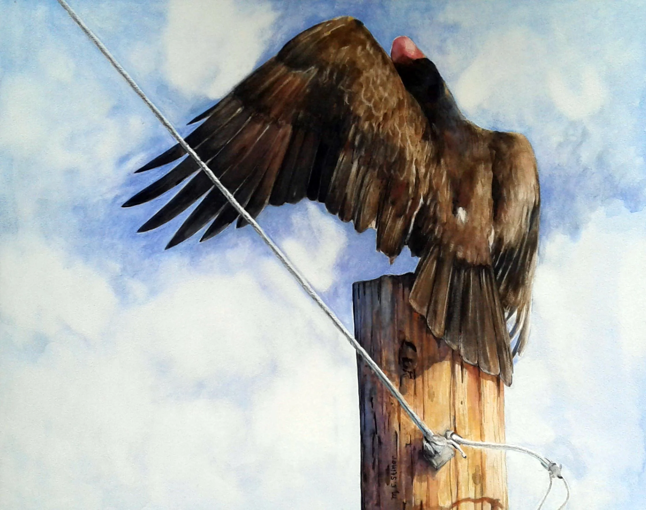 Vulture adjusting its wings