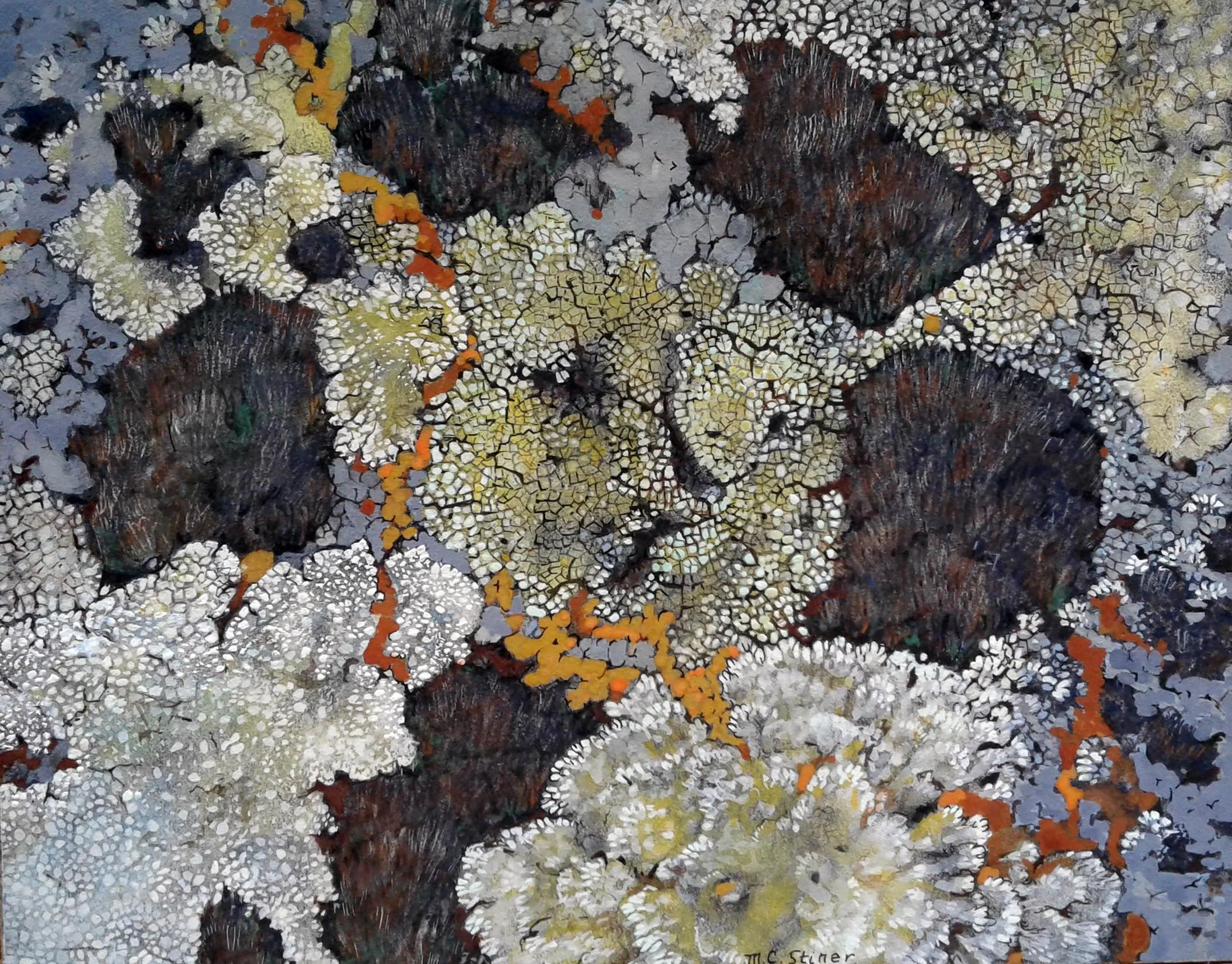 Lichens with red/orange streaks