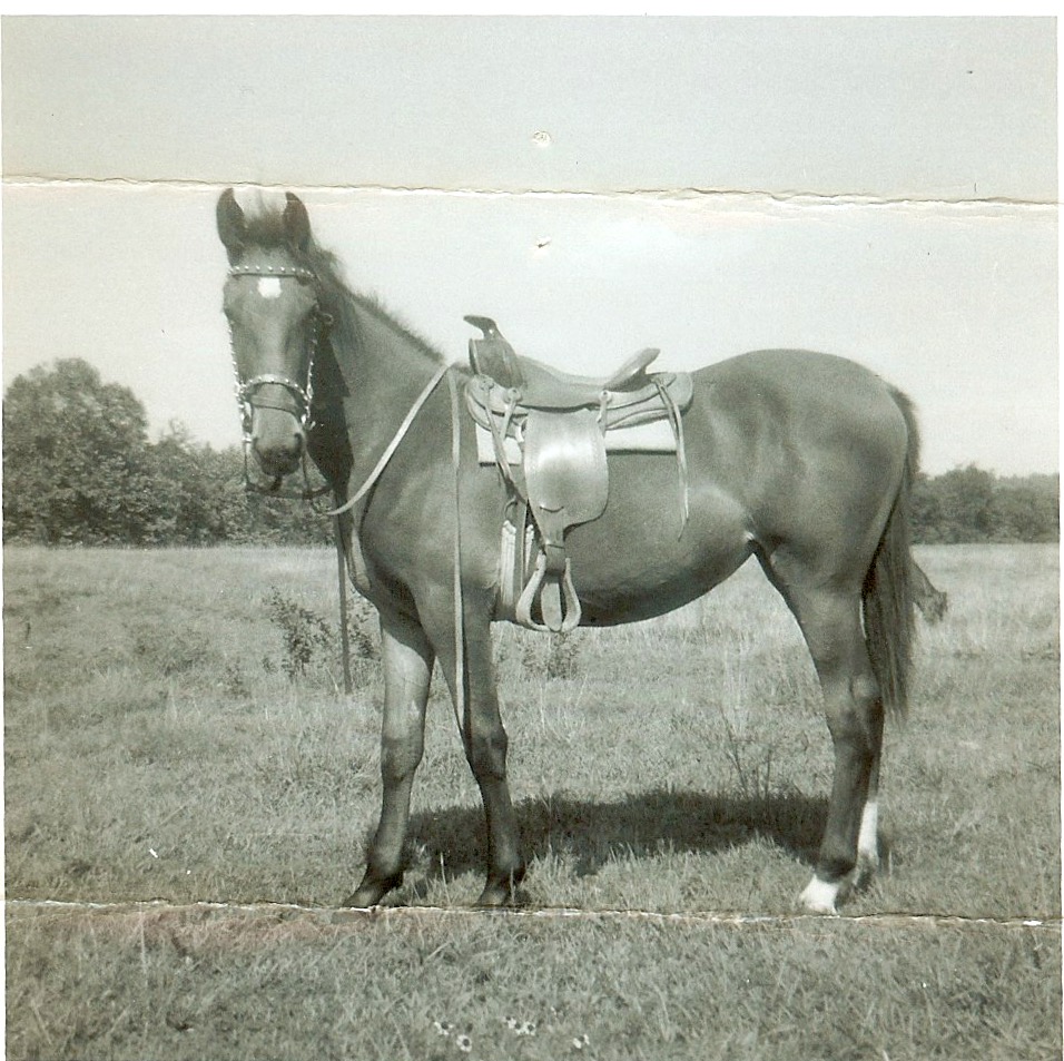 karenchandler.horse.jpeg
