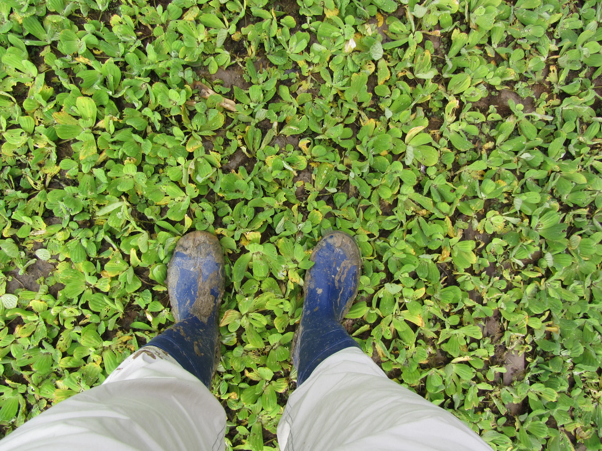 iquitos 2011 104.JPG