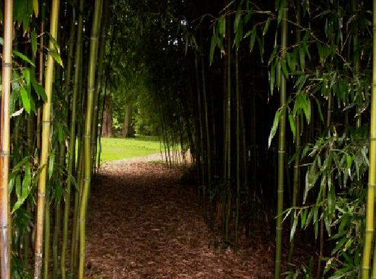 Part of Bamboo Grove at Blithewold Mansion