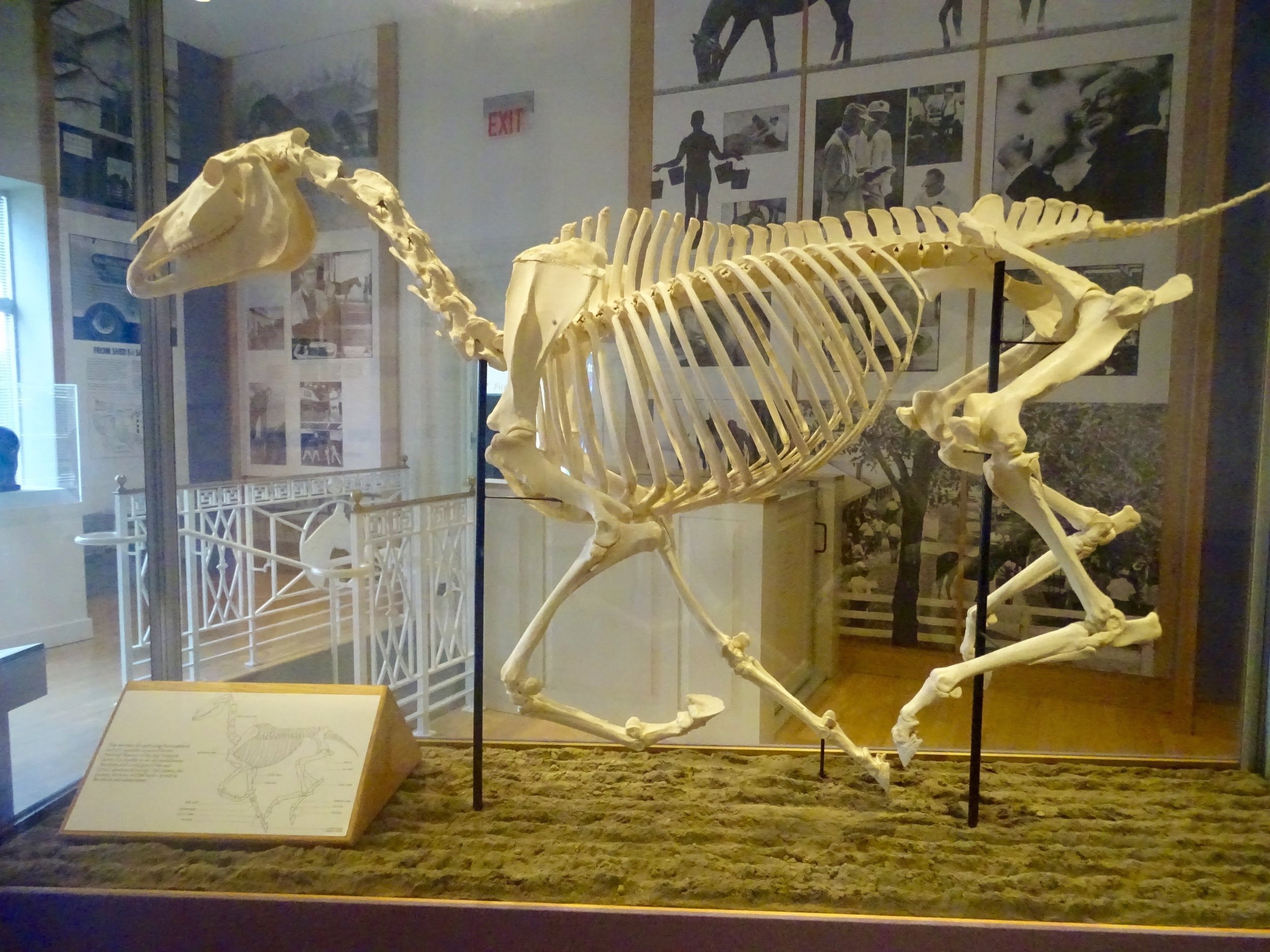 The "Anatomy of a Horse" display