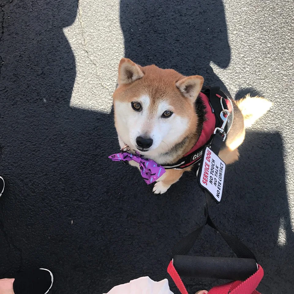 ruffwear service dog