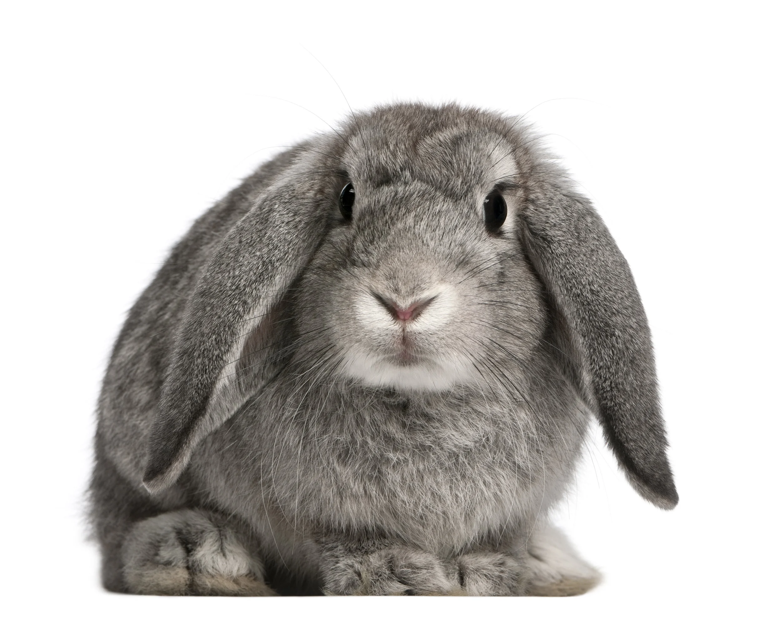 shutterstock_91231886.jpg