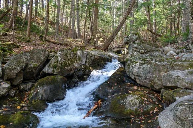One of the multiple branches of Chapman Brook.
