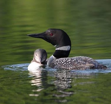 Common Loon with chick