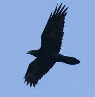 Raven or crow?